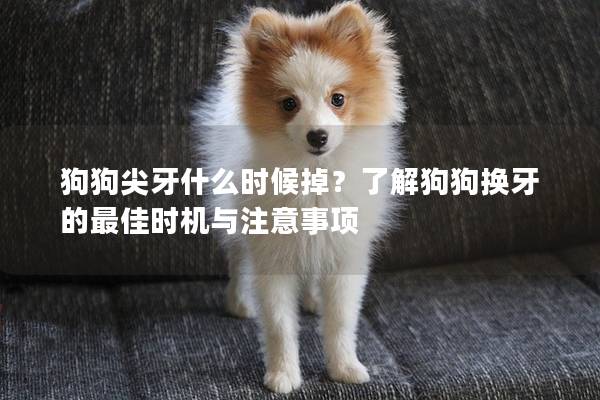 狗狗尖牙什么时候掉？了解狗狗换牙的最佳时机与注意事项