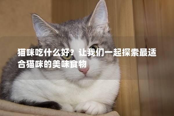 猫咪吃什么好？让我们一起探索最适合猫咪的美味食物