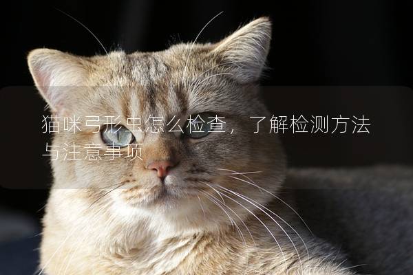 猫咪弓形虫怎么检查，了解检测方法与注意事项