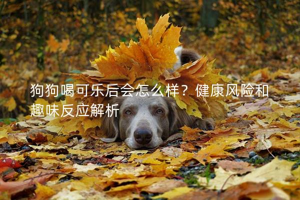 狗狗喝可乐后会怎么样？健康风险和趣味反应解析