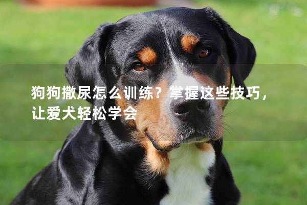 狗狗撒尿怎么训练？掌握这些技巧，让爱犬轻松学会