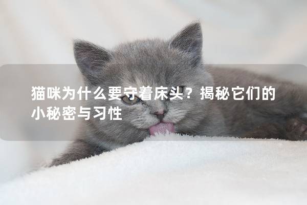 猫咪为什么要守着床头？揭秘它们的小秘密与习性