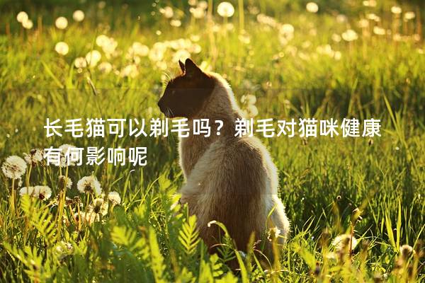 长毛猫可以剃毛吗？剃毛对猫咪健康有何影响呢