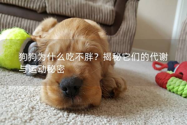 狗狗为什么吃不胖？揭秘它们的代谢与运动秘密