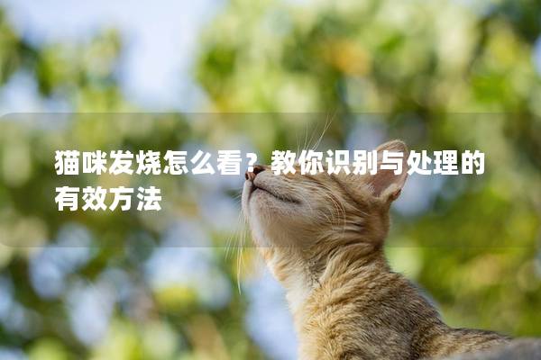 猫咪发烧怎么看？教你识别与处理的有效方法