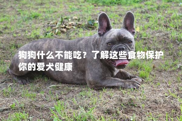 狗狗什么不能吃？了解这些食物保护你的爱犬健康