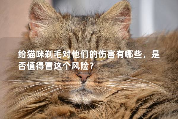 给猫咪剃毛对他们的伤害有哪些，是否值得冒这个风险？