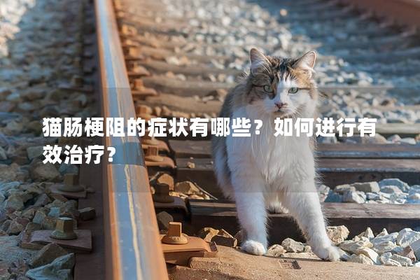 猫肠梗阻的症状有哪些？如何进行有效治疗？