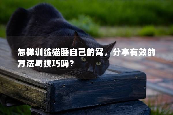 怎样训练猫睡自己的窝，分享有效的方法与技巧吗？