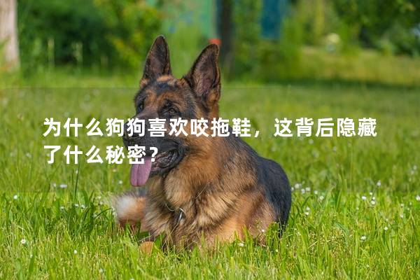 为什么狗狗喜欢咬拖鞋，这背后隐藏了什么秘密？