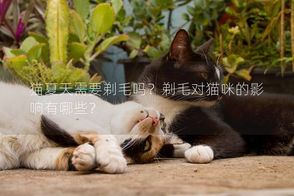 猫夏天需要剃毛吗？剃毛对猫咪的影响有哪些？