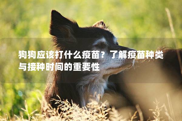 狗狗应该打什么疫苗？了解疫苗种类与接种时间的重要性