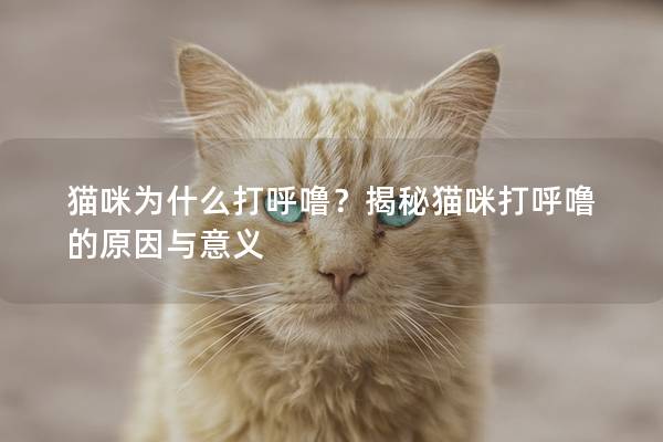 猫咪为什么打呼噜？揭秘猫咪打呼噜的原因与意义