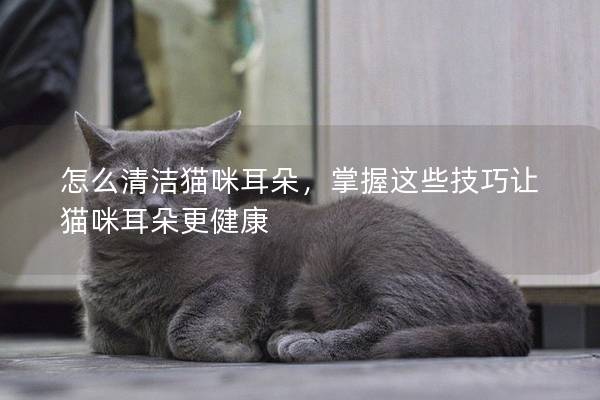 怎么清洁猫咪耳朵，掌握这些技巧让猫咪耳朵更健康