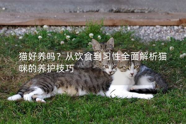 猫好养吗？从饮食到习性全面解析猫咪的养护技巧