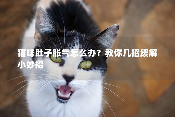 猫咪肚子胀气怎么办？教你几招缓解小妙招