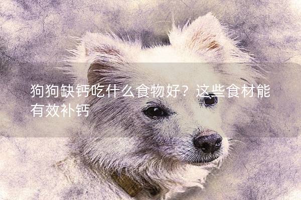 狗狗缺钙吃什么食物好？这些食材能有效补钙