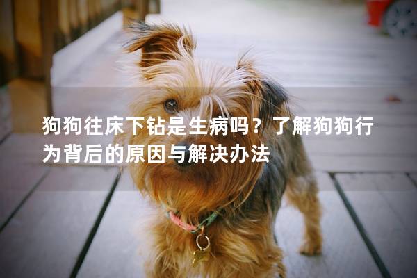 狗狗往床下钻是生病吗？了解狗狗行为背后的原因与解决办法