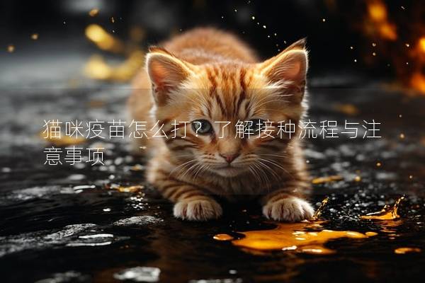 猫咪疫苗怎么打？了解接种流程与注意事项