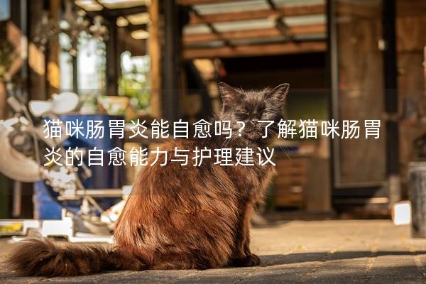 猫咪肠胃炎能自愈吗？了解猫咪肠胃炎的自愈能力与护理建议