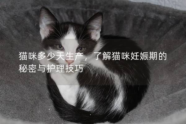 猫咪多少天生产，了解猫咪妊娠期的秘密与护理技巧