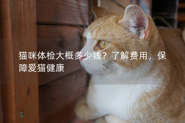 猫咪体检大概多少钱？了解费用，保障爱猫健康