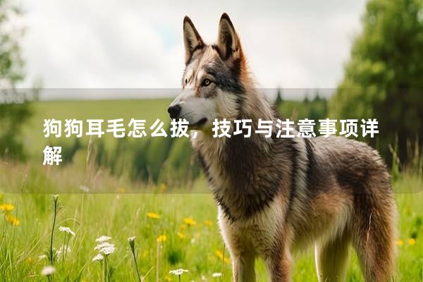 狗狗耳毛怎么拔，技巧与注意事项详解