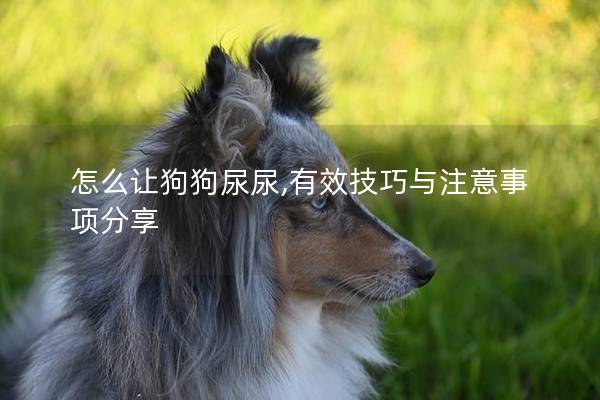 怎么让狗狗尿尿,有效技巧与注意事项分享