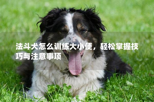 法斗犬怎么训练大小便，轻松掌握技巧与注意事项