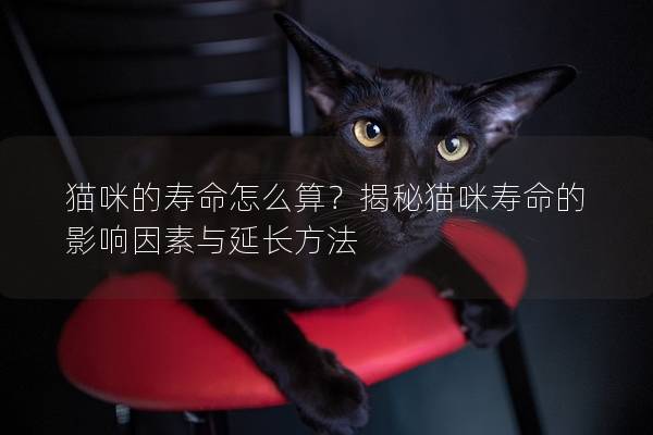 猫咪的寿命怎么算？揭秘猫咪寿命的影响因素与延长方法