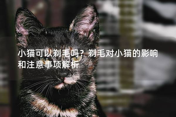 小猫可以剃毛吗？剃毛对小猫的影响和注意事项解析