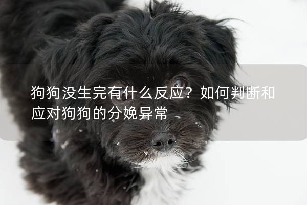 狗狗没生完有什么反应？如何判断和应对狗狗的分娩异常