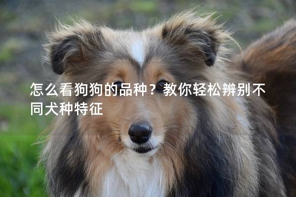 怎么看狗狗的品种？教你轻松辨别不同犬种特征