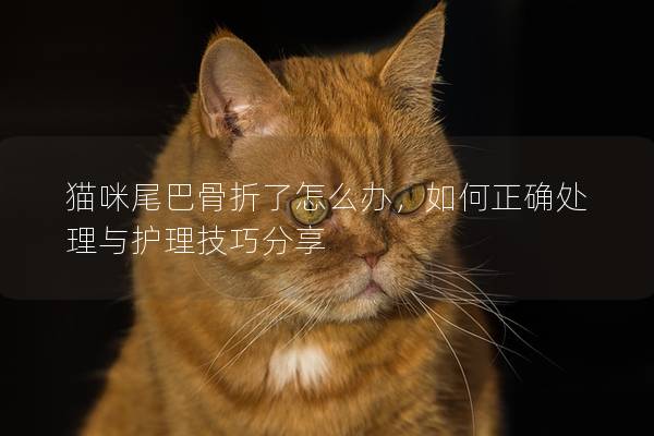 猫咪尾巴骨折了怎么办，如何正确处理与护理技巧分享