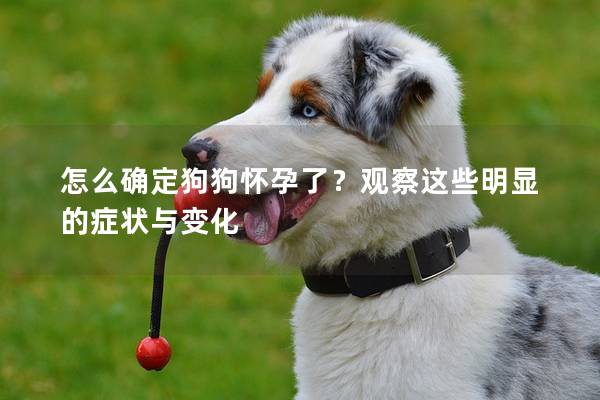 怎么确定狗狗怀孕了？观察这些明显的症状与变化