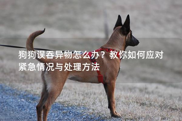 狗狗误吞异物怎么办？教你如何应对紧急情况与处理方法