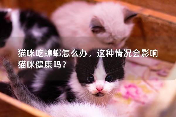 猫咪吃蟑螂怎么办，这种情况会影响猫咪健康吗？