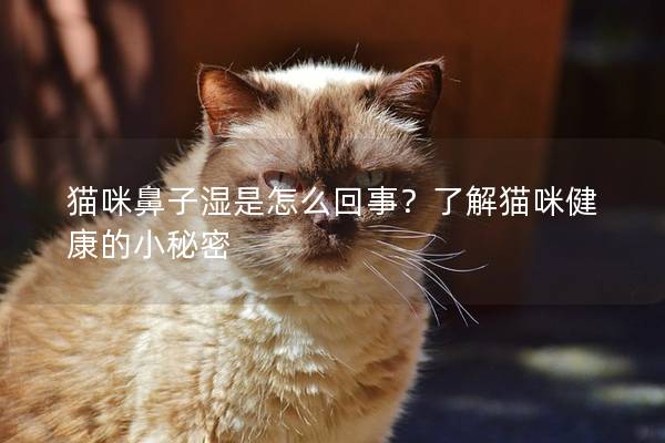 猫咪鼻子湿是怎么回事？了解猫咪健康的小秘密