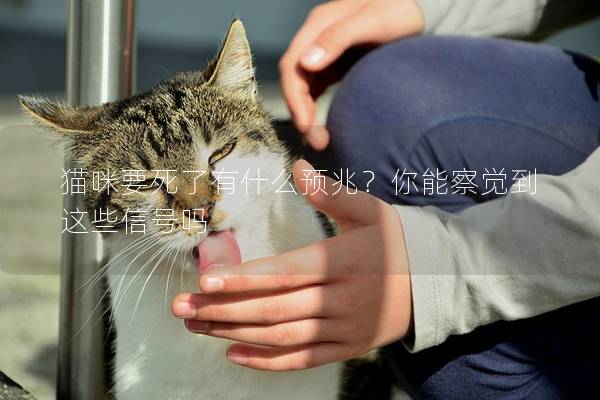 猫咪要死了有什么预兆？你能察觉到这些信号吗