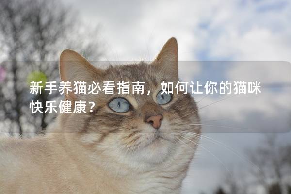 新手养猫必看指南，如何让你的猫咪快乐健康？