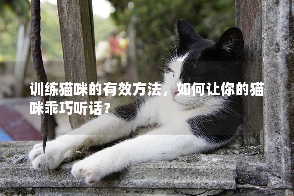 训练猫咪的有效方法，如何让你的猫咪乖巧听话？