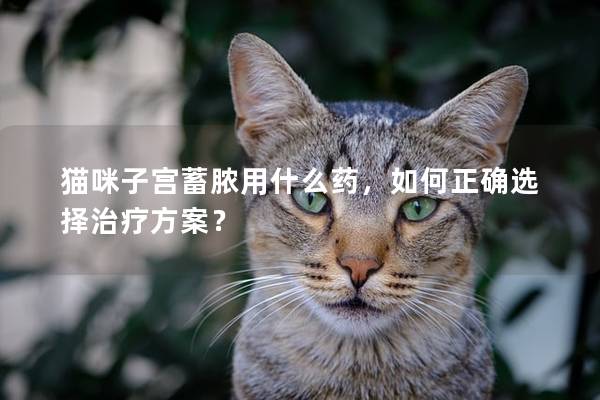 猫咪子宫蓄脓用什么药，如何正确选择治疗方案？