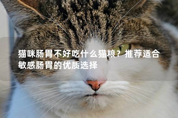 猫咪肠胃不好吃什么猫粮？推荐适合敏感肠胃的优质选择