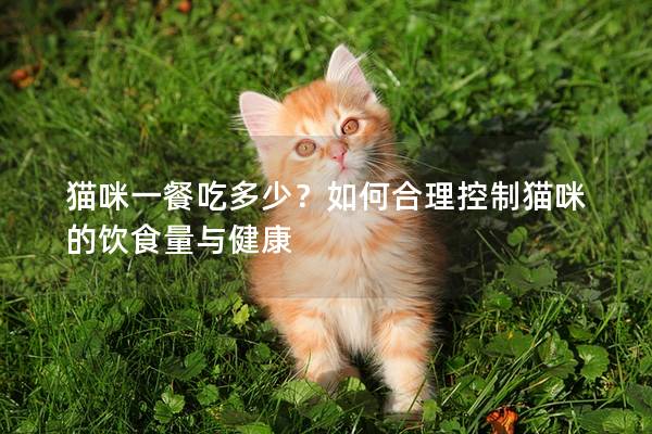 猫咪一餐吃多少？如何合理控制猫咪的饮食量与健康