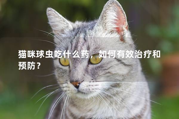 猫咪球虫吃什么药，如何有效治疗和预防？