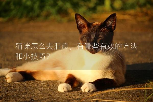 猫咪怎么去泪痕，有哪些有效的方法和小技巧？