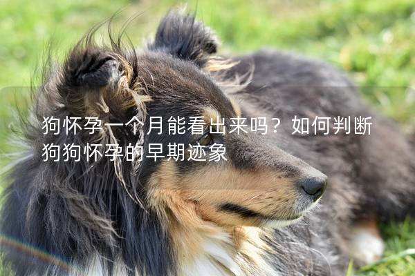 狗怀孕一个月能看出来吗？如何判断狗狗怀孕的早期迹象