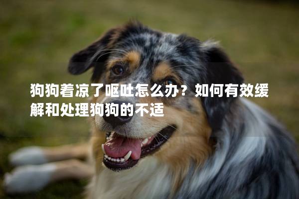 狗狗着凉了呕吐怎么办？如何有效缓解和处理狗狗的不适