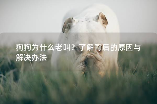 狗狗为什么老叫？了解背后的原因与解决办法