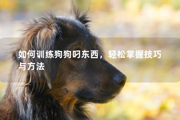 如何训练狗狗叼东西，轻松掌握技巧与方法